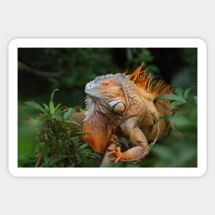 Green Iguana Sticker